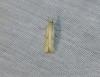 Agriphila sp.